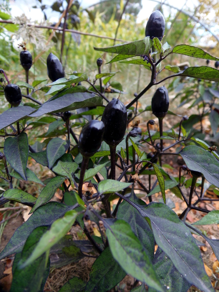 Bellingrath Gardens pepper